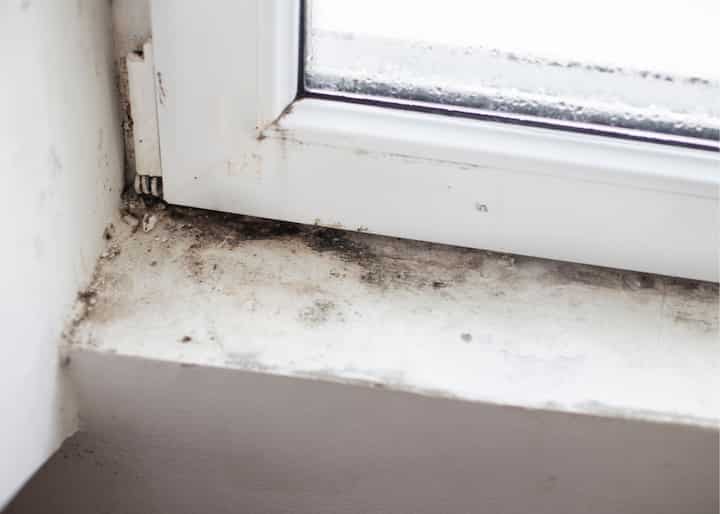 mold Austin