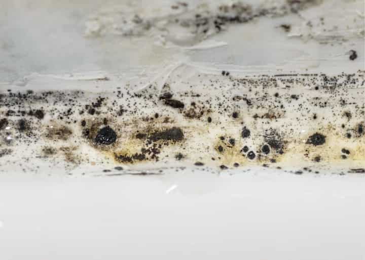 mold inspector austin