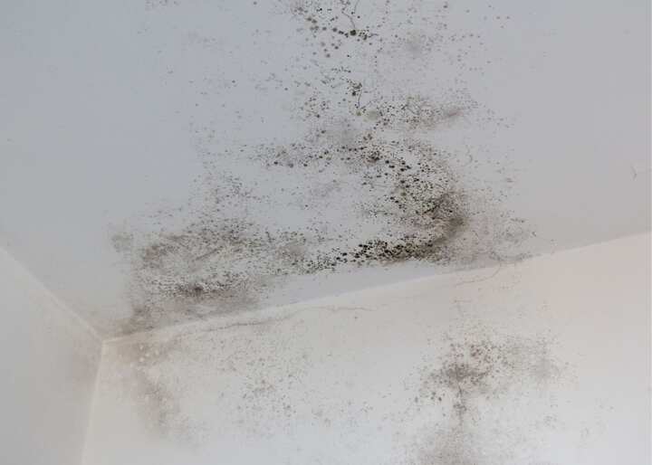 mold Austin