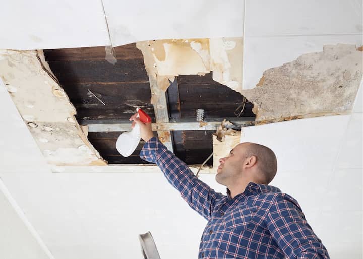 mold inspector austin