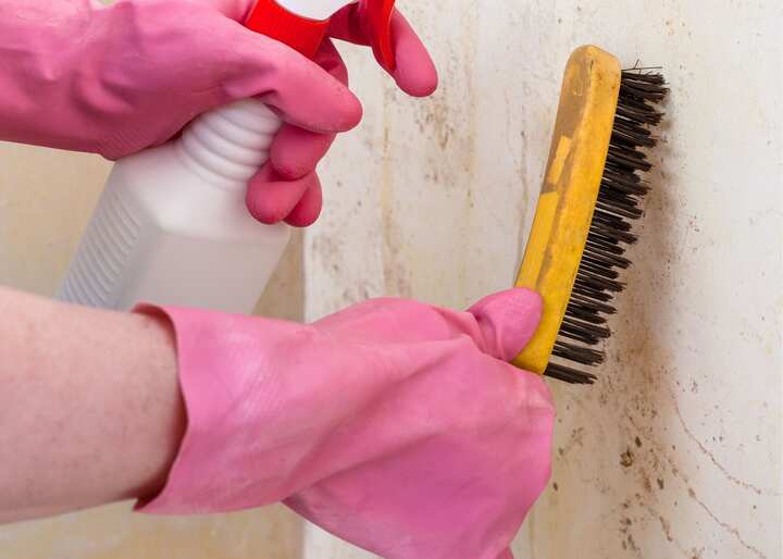 mold Austin