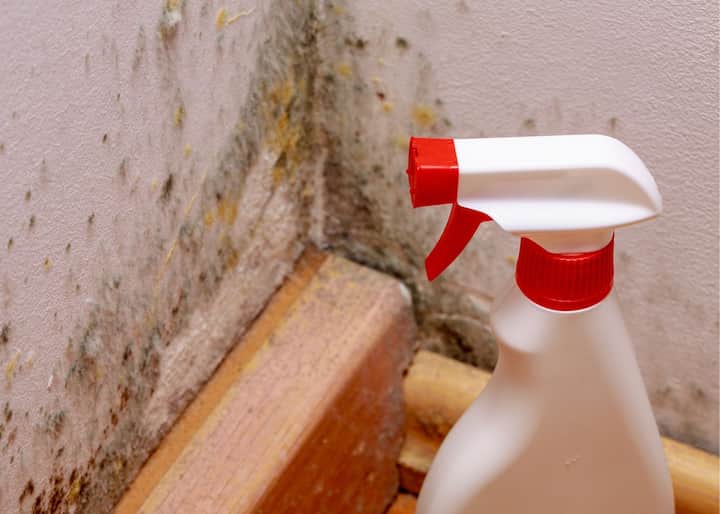 mold Austin